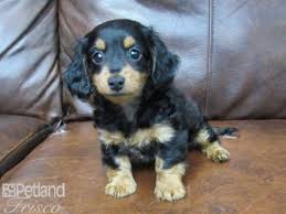 mini dachshund puppy blk tan id 25748