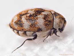 carpet beetles plant clinic