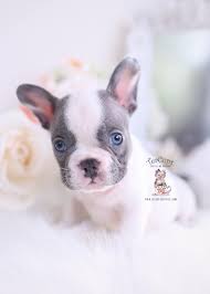 The delivery cost of the puppy is not included in its price and is discussed separately with the carrier. Blue Teacup French Bulldog