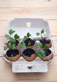 12 Seed Starting Ideas Using Recycled