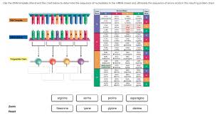 Solved Use The Dna Template Strand And The Chart Below To