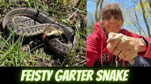 feisty garter snake he bit me and