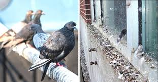 Humanitarian Ways To Keep Pigeons Away