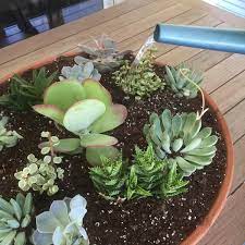 How To Plant A Super Succulent Bowl