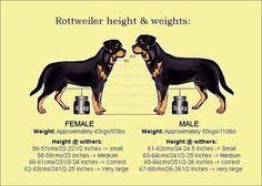 Male Vs Female Rottweiler Rottweiler Training Rottweiler
