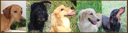 miniature dachshund puppies breeder akc