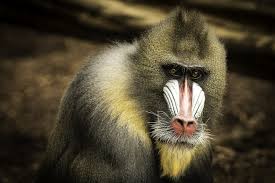 page 8 monkey lips images free