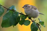 BirdWatching.pl - Galeria - Wrześniowy poranek