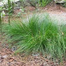 Sedge — recorded as sedge, sedger, setch, sedgman, sedgeman, and locationally sedgefield, from the village of the same spelling in county durham, and sedgeworth or sedgewood, the name means. Appalachian Sedge Grass Carex High Country Gardens
