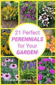 Classic Perennials That Every Flower