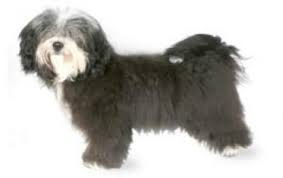 An in depth look at havanese puppies including temperament, shedding, and lifespan. Havanese Dog Breed Information Pictures Characteristics Facts Dogtime