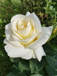 page 2 royalty free white rose photos