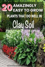 Gorgeous Plants To Grow In Clay Soil