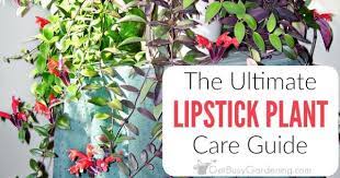 lipstick plant care guide how to grow