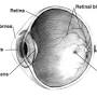 Where is the retina located in the eye from en.wikipedia.org