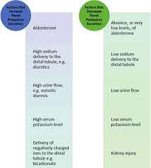 factors affecting renal potium