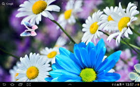 daisies flowers live wallpaper apk for