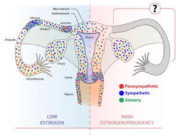 The internal reproductive organs in the female include: Somatic And Autonomic Innervation Of The Female Internal And External Download Scientific Diagram
