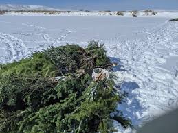 Aplikasi ini biasanya juga disebut tree and … Wyoming Game And Fish Department Recycled Christmas Trees Create Fish Habitat At Mayland Reservoir