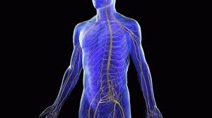I imagine my autonomous nervous system and i imagine my sympathetic nervous system all lit up and sort of sparking, like it's overloading and i talk. How The Nervous System Controls Balance Lerner Chiropractic