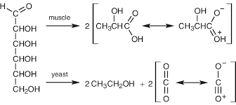 Anaerobic Metabolism Of Glucose