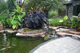 Northern gardeners longing for something exotic can still enjoy elephant ears. Water Garden With Canna And Elephant Ears Garden Design Water Gardens Pond Outdoor Gardens