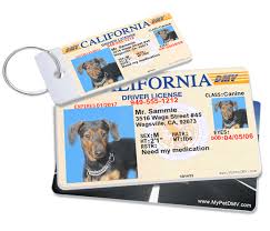 The value you specified is invalid. Mypetdmv Official Pet Driver S License Tag For All 50 States