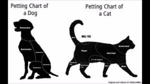 How To Teach Your Cat Sign Language Talking Cat