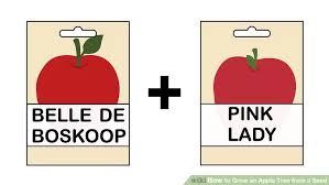 Prepare the soil before planting. How To Grow An Apple Tree From A Seed Cá» Dáº¡i