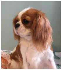 Once she gives you the first puppy kiss, you'll never want to let go. Cavaliers By Val Cavalier Adoption In Cape Coral Florida 33990 Home Page