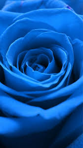 Nature Blue Rose Flower Macro iPhone 6 ...