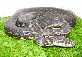 carpet python reptiles