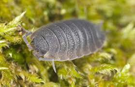 Rolly Pollies Also Known As Pill Bugs