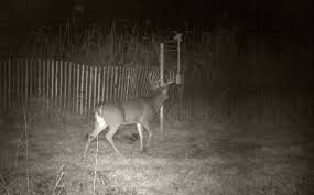 Nocturnal Deer Tips Whitetail Habitat Solutions