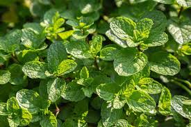 Mint Leaves Plant Grow In Organic