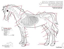 All The Bits N Pieces Colouring Pages Part 1 Equine