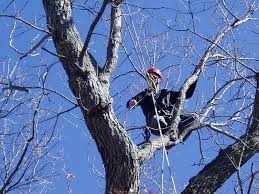 tree climbing jobs tree climber
