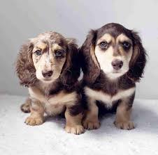 dachshund puppies belgium