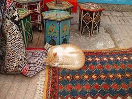 ing rugs in morocco what i wish i