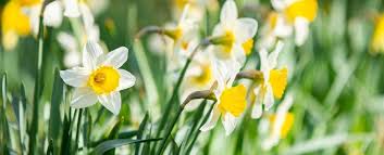 daffodil quick planting tips wayside