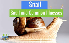 snail and common illnesses jeb foods