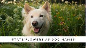 200 flower names for dogs your dog