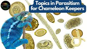 parasitism for chameleon keepers