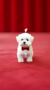 white dog with a red bow tie sits