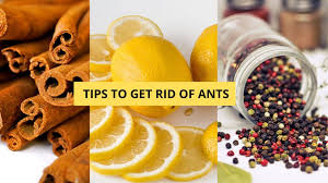 ants in your kitchen 10 top kitchen