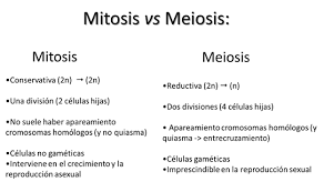 Universidad tecnica de machala nombre: Cuadros Comparativos Entre Mitosis Y Meiosis Cuadro Comparativo Clase De Biologia Psicobiologia Biologia Avanzada