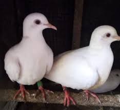 Breeding burung delimukan pawiro bird farm dove and pigeon breeder. Mengenal Mitos Burung Puter Makanan Harga Dan Suara