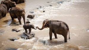 free elephant wallpaper images