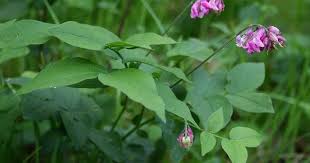 Lathyrus venetus (Lathyrus venetus) - Plants | Candide Gardening