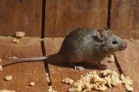 How To Get Rid Of Mice And Keep Them Out